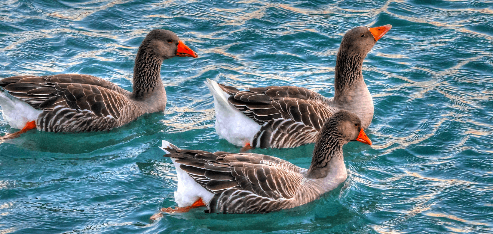 WordPress 管理画面の左メニューを非表示にする方法